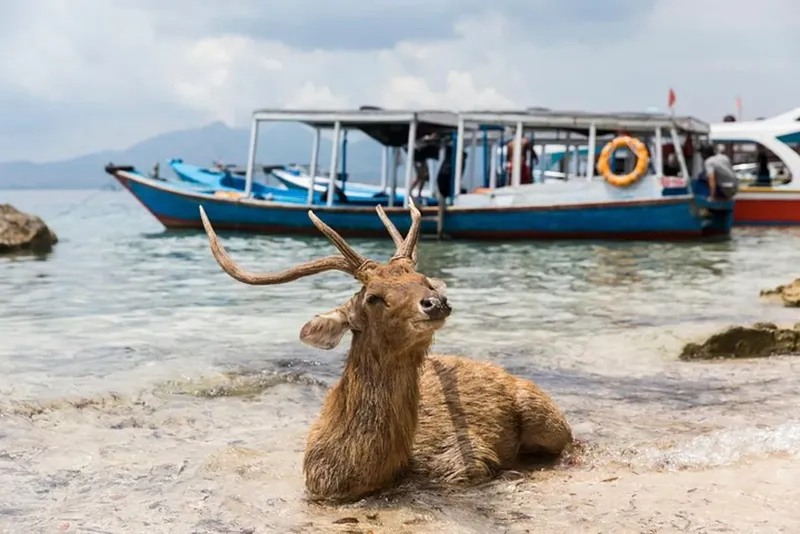 Cerf sur une plage de sable avec des bateaux en arrière-plan