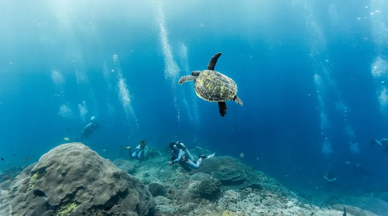 Tortue marine nageant au-dessus de plongeurs explorant un récif corallien