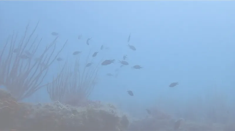 Banc de poissons tropicaux nageant autour de coraux dans l'eau bleue