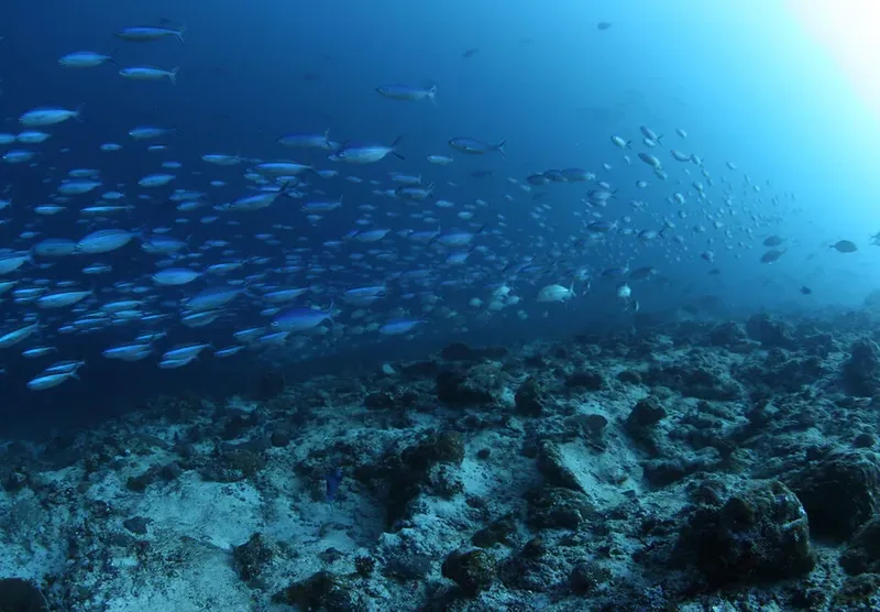 Banc de poissons argentés nageant au-dessus d'un fond rocheux bleu
