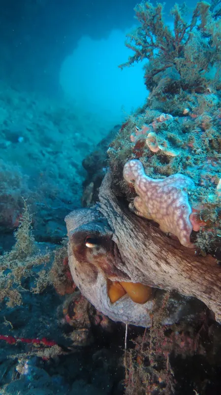 Pieuvre se camouflant sur un récifal corallien en milieu marin