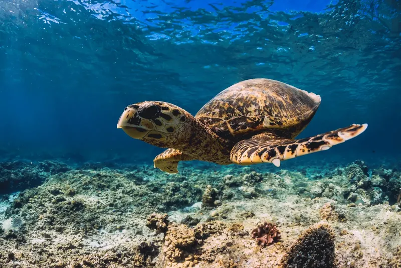Tortue marine nageant gracieusement au-dessus d'un récif corallien ensoleillé