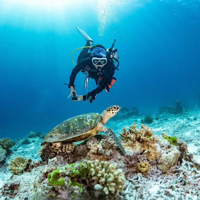 Plongeur et tortue marine sur un récifal corallien ensoleillé