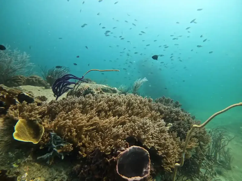 Coraux, éponges et banc de poissons dans une eau turquoise claire