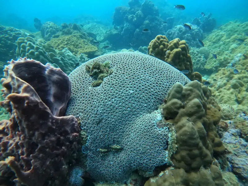Coraux colorés et poissons tropicaux dans un récif sous-marin