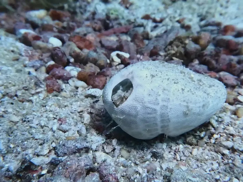 Coquillage blanc sur fond sablonneux avec une petite ouverture sombre