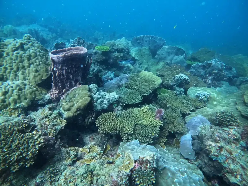 Coraux multicolores et formations rocheuses sous-marines dans une eau claire