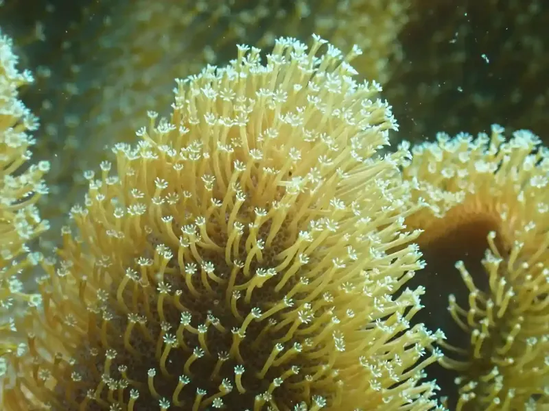 Coraux mous jaunes et blancs, texture détaillée, fond marin flou
