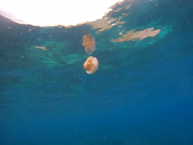 Deux méduses translucides flottent dans l'eau bleue sous la surface