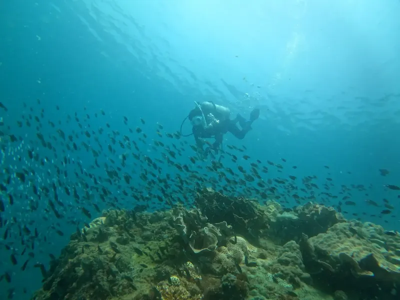 Plongeur au milieu d'un banc de poissons au-dessus d'un récif corallien