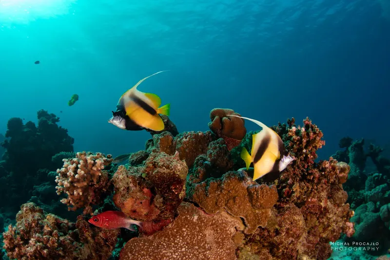 Poissons-papillons et récif corallien dans une eau turquoise claire