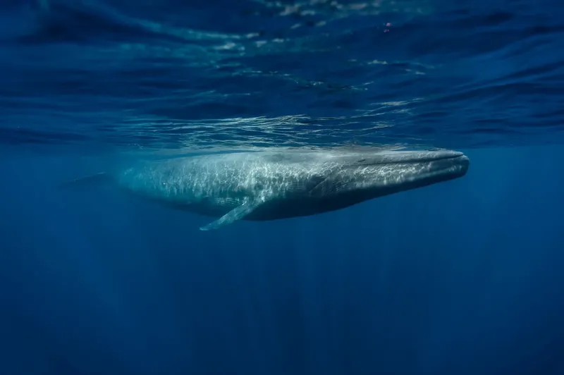 Baleine bleue nageant paisiblement dans les eaux bleues de l'océan
