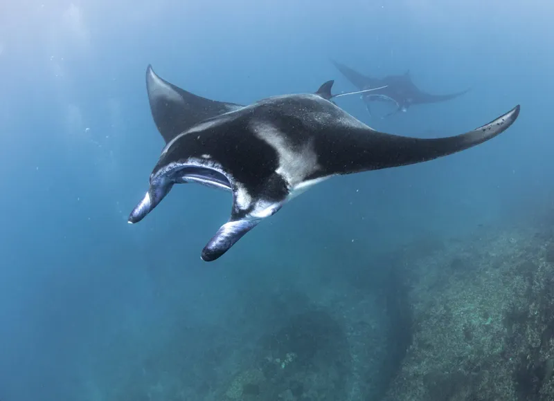 Raies manta majestueuses évoluent dans l'eau bleue, nageant librement