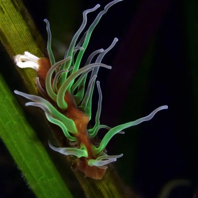 Nudibranche colorée sur une plante marine, photographie sous-marine détaillée