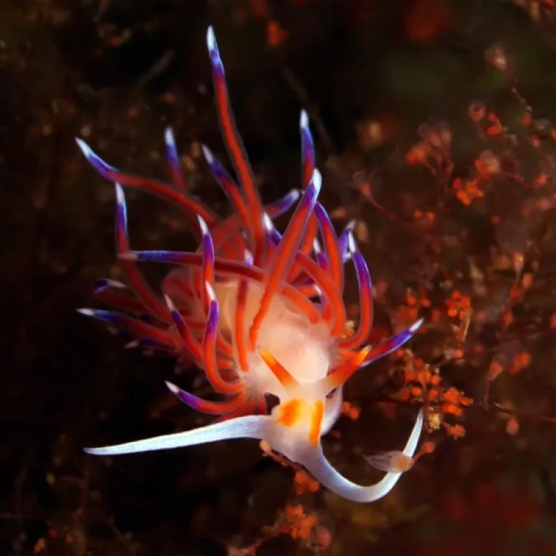 Nudibranche colorée avec des branchies rouges et des pointes blanches