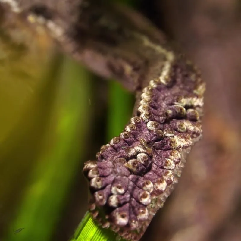 Jeune nudibranche violette et texturée sur plante sous-marine