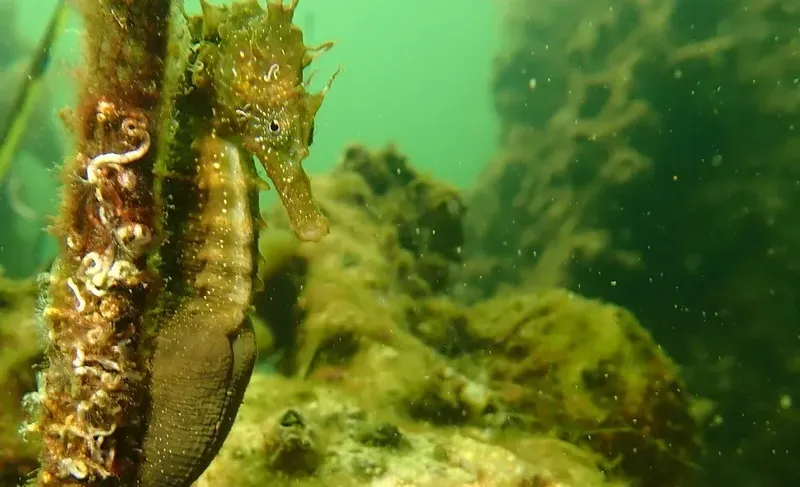 Hippocampe accroché à une branche dans une eau verdâtre et trouble