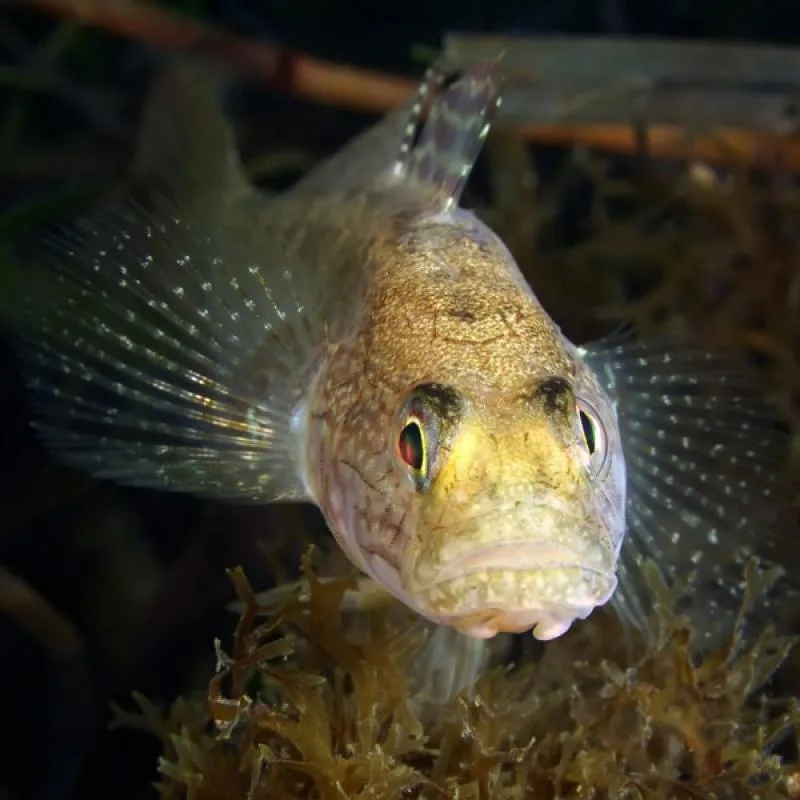 Gobie, petit poisson de fond, regardant fixement l'objectif sous-marin