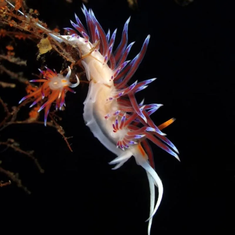 Nudibranche colorée nageant sur un fond sombre avec des excroissances