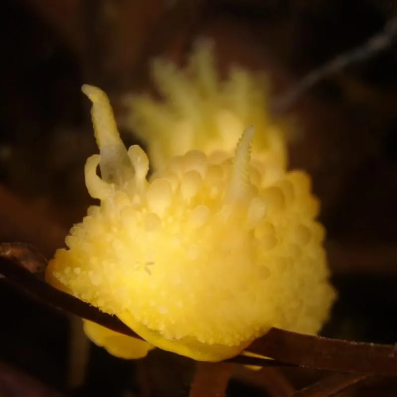 Nudibranche jaune avec des excroissances blanches sur une plante marine