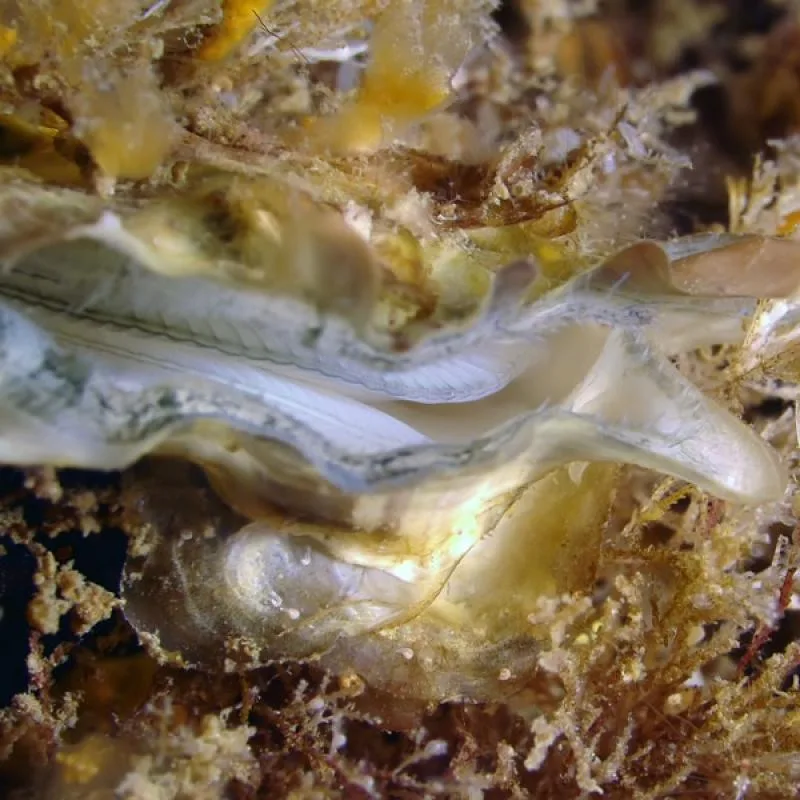 Deux nudibranches blancs et translucides sur un fond rocheux jaune