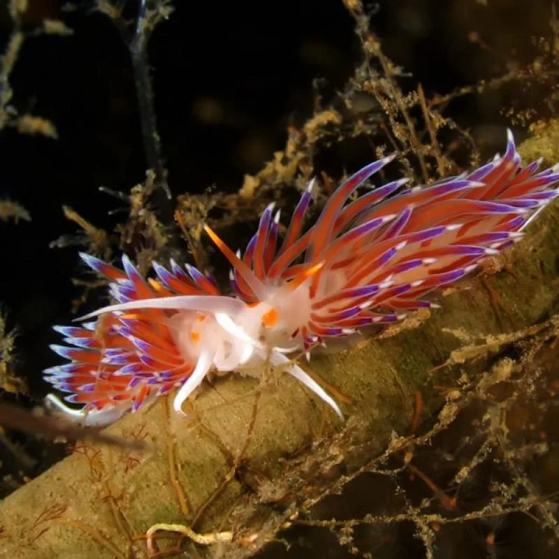 Nudibranche colorée rouge et violette sur un fond marin sombre