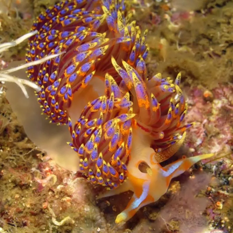 Deux nudibranches colorés, bleu et orange, sur un fond rocheux
