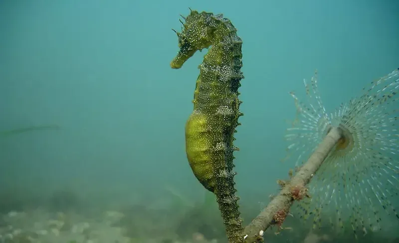 Hippocampe épineux se tenant verticalement sur une branche corallienne