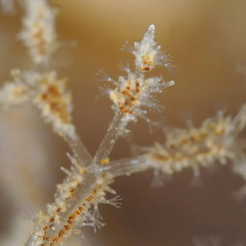 Nudibranche blanche et orange sur fond sableux flou macro sous-marin