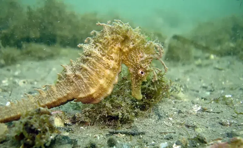 Hippocampe posé sur une algue verte dans un environnement marin