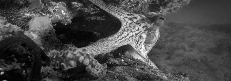 Pieuvre se camouflant sur un fond rocheux et corallien sous-marin