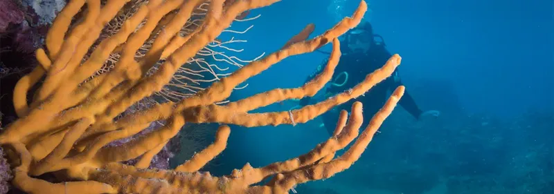 Plongeur explorant un récif corallien avec des éponges orange