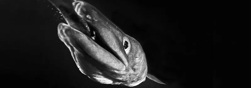 Gros plan d'un poisson de mer, noir et blanc, en plongée