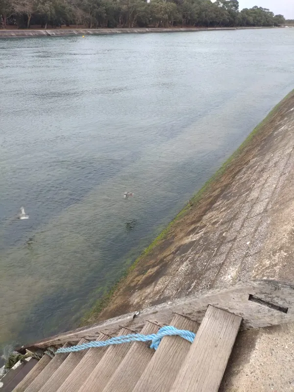 Vue sur l'eau avec des oiseaux blancs nageant près du rivage