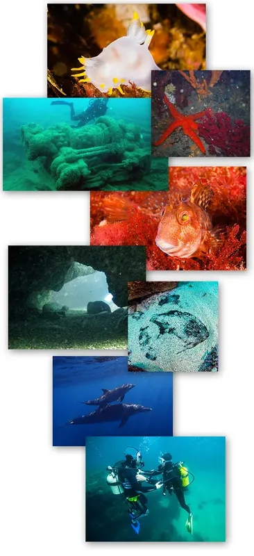 Diverses images sous-marines de faune, épaves et plongeurs en exploration