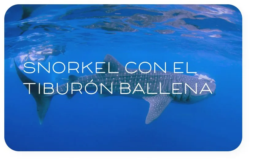Requin baleine nageant dans l'eau bleue avec du texte superposé
