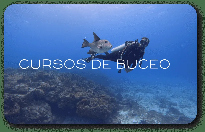 Plongeur et poisson tropical évoluent dans une eau bleue claire