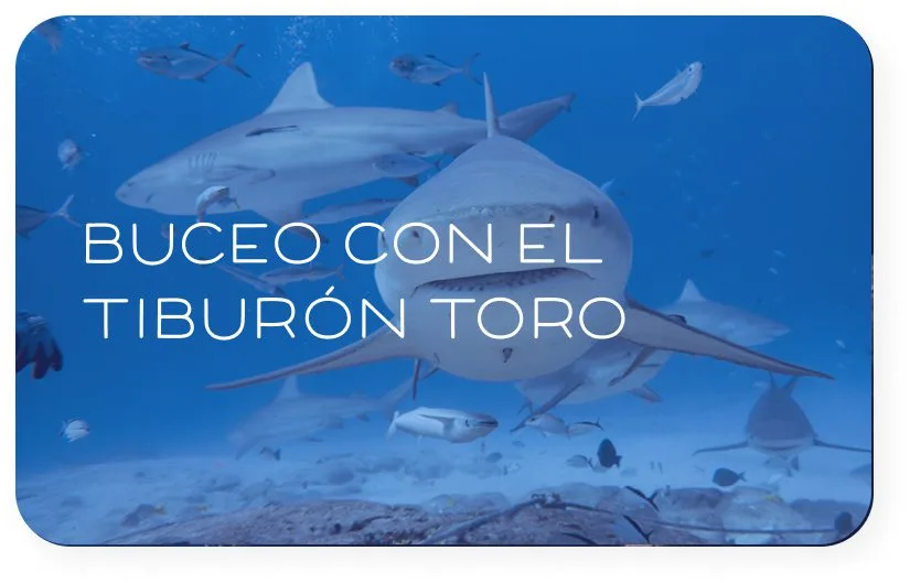 Requins taureau nagent dans l'eau bleue, image promotionnelle pour la plongée