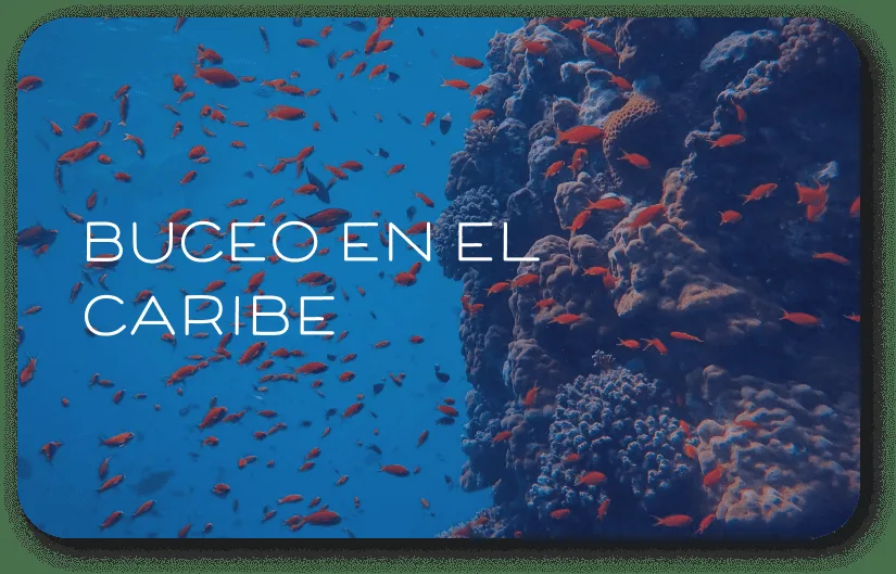 Banc de poissons rouges et corail dans les eaux bleues des Caraïbes