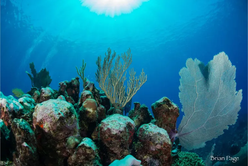 Coraux, rochers et lumière du soleil dans un environnement marin