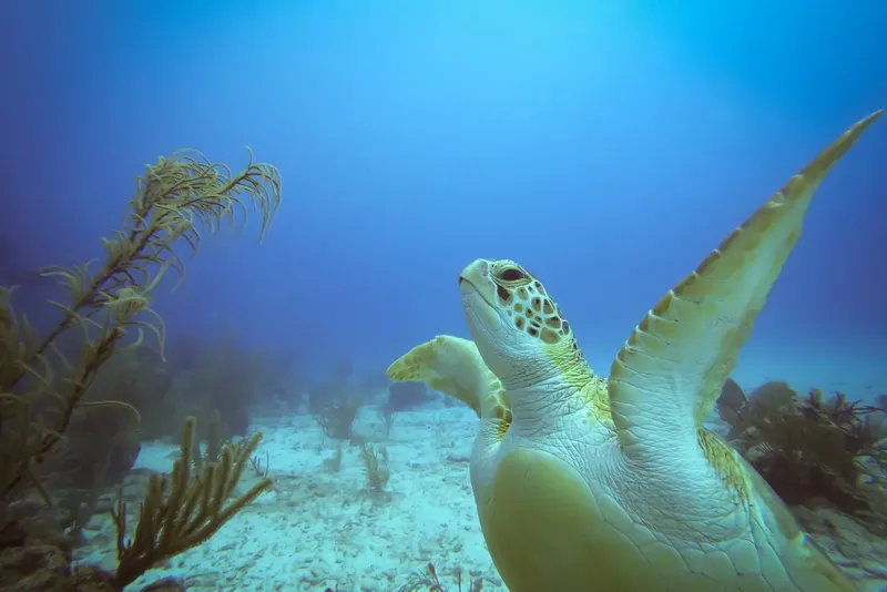 Tortue marine nageant gracieusement dans un environnement sous-marin bleu clair