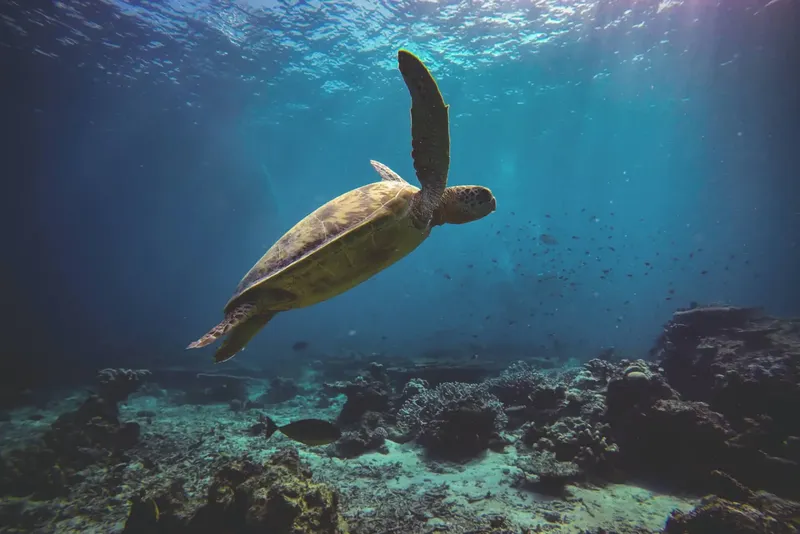 Tortue marine nageant gracieusement au-dessus d'un récifal corallien ensoleillé