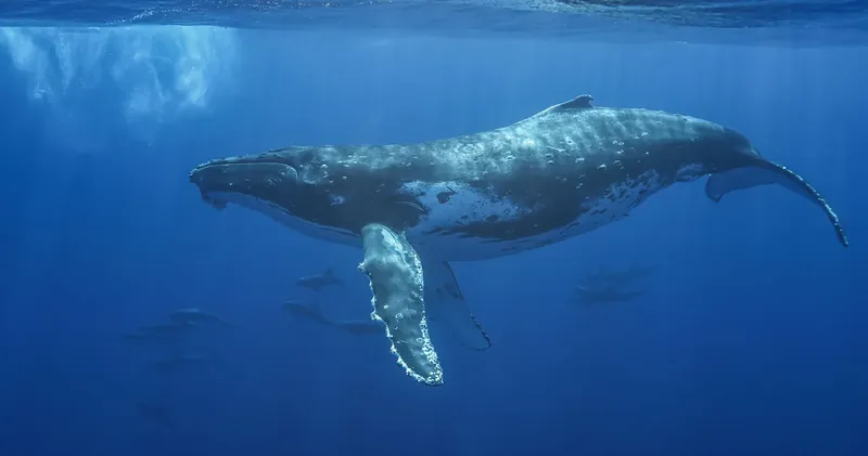 Baleine à bosse nageant dans l'océan bleu avec des poissons
