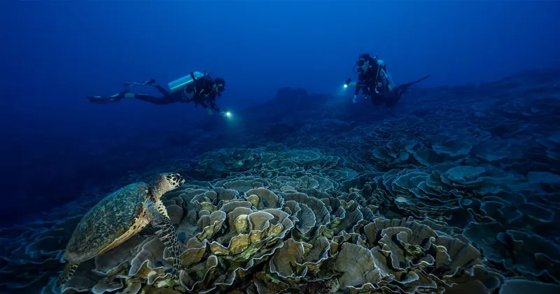 Deux plongeurs explorent un récif corallien avec une tortue marine