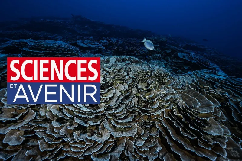 Coraux branchus et poisson fantôme dans l'eau bleue profonde