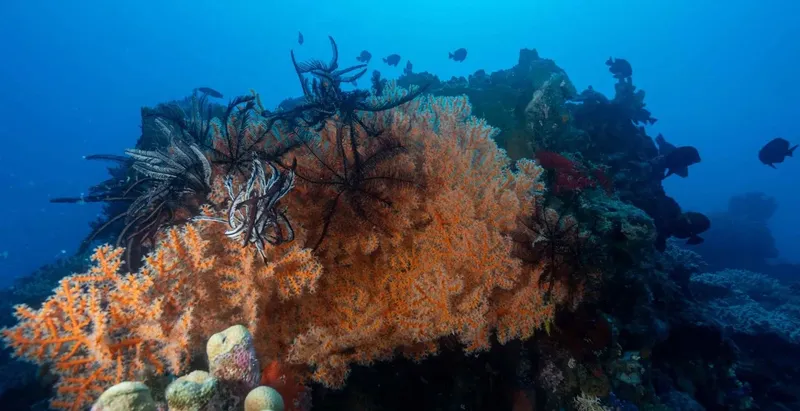 Coraux mous colorés et poissons tropicaux dans un récif sous-marin