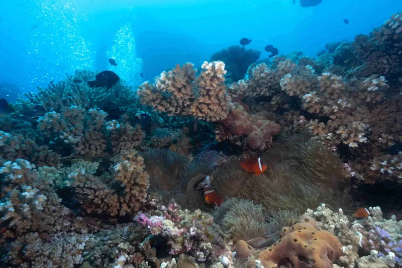 Coraux colorés et poissons clowns nageant dans un récif tropical