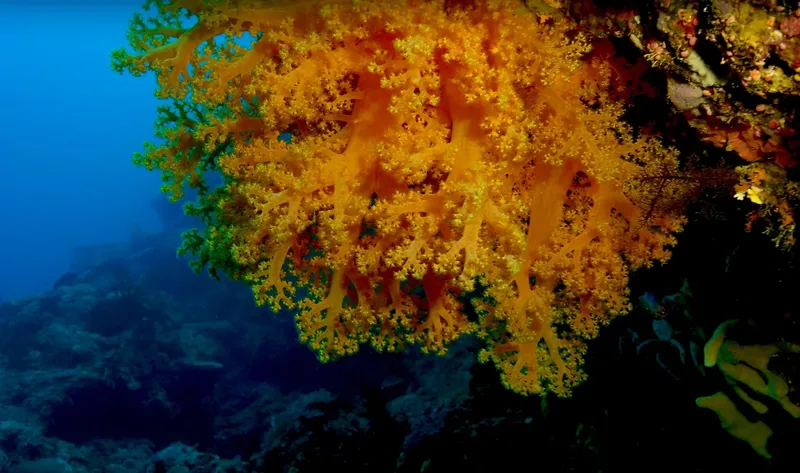Coraux gorgones orange et jaunes dans l'eau bleue profonde