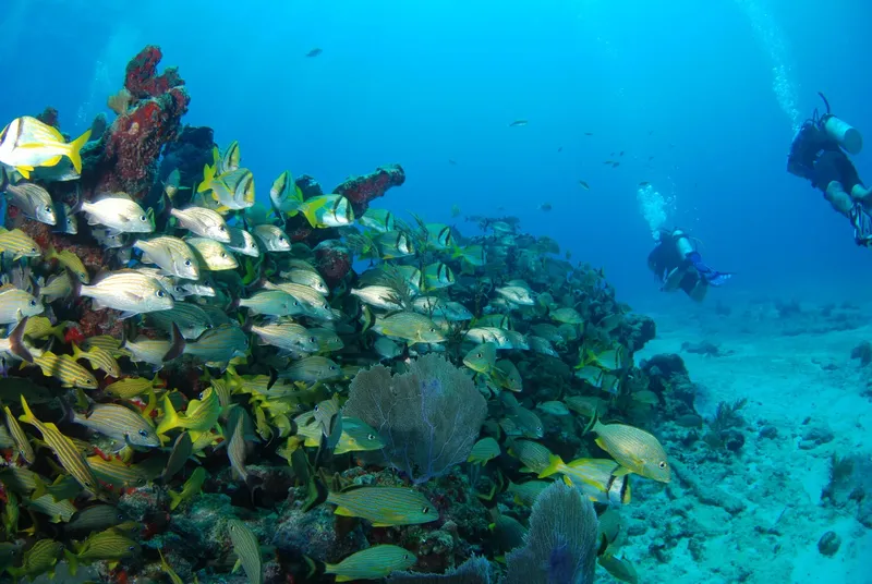 Plongeur explorant un récif corallien avec un banc de poissons tropicaux
