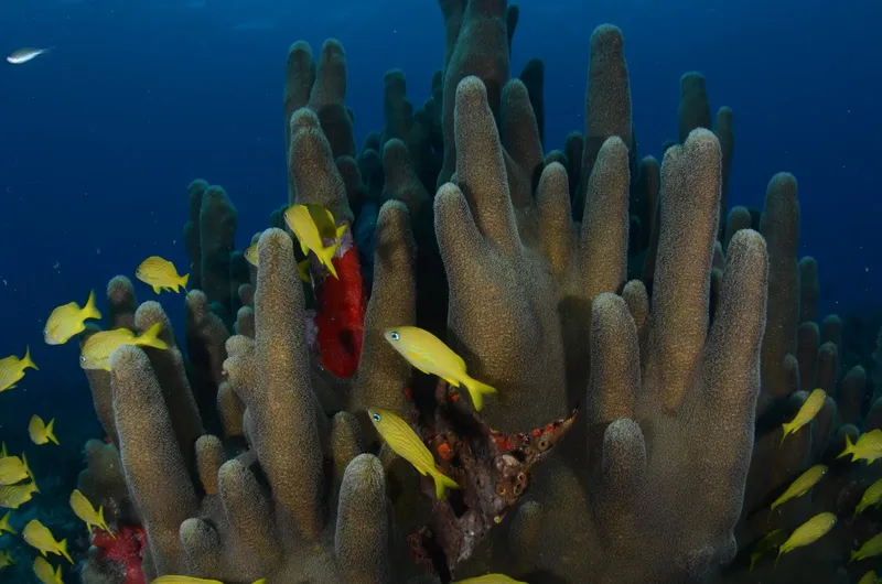 Coraux et banc de poissons jaunes en milieu aquatique bleu